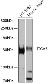 ITGA5 antibody