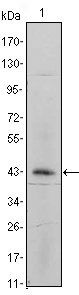 ITGA5 Antibody