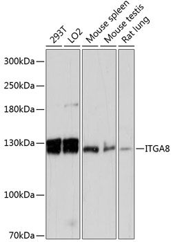 ITGA8 antibody