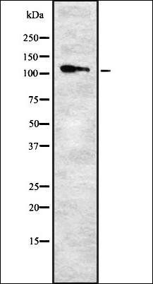ITGA9 antibody