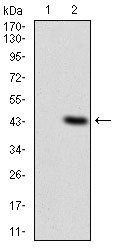 ITGAM Antibody