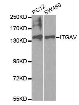 ITGAV antibody