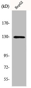 ITGB3 antibody