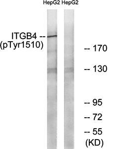 ITGB4 (Phospho-Tyr1510) antibody