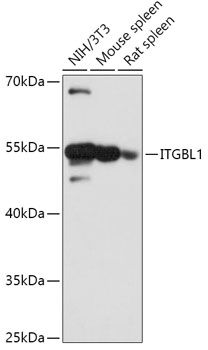 ITGBL1 antibody