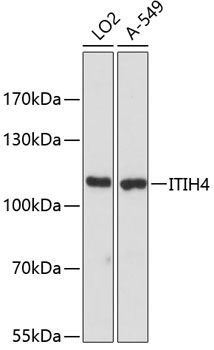 ITIH4 antibody