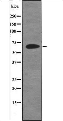 ITK (Phospho-Tyr512) antibody