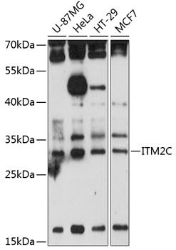ITM2C antibody