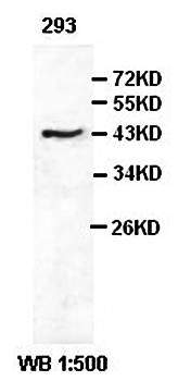 ITPK1 antibody