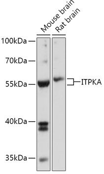 ITPKA antibody