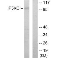 ITPKC antibody