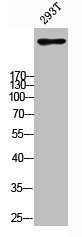 ITPR1 Antibody