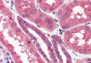 Goat anti-ITPR2 Antibody