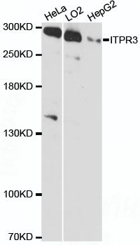 ITPR3 antibody