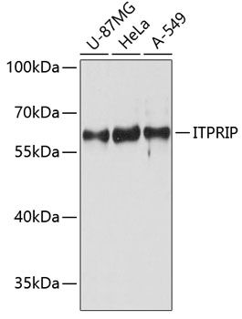 ITPRIP antibody