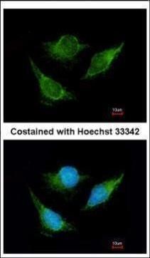 isovaleryl-CoA dehydrogenase Antibody