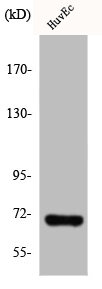 IVL antibody