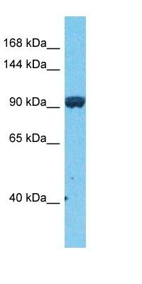 JADE3 antibody