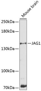 JAG1 antibody