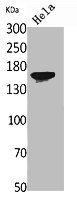 JAG1 antibody