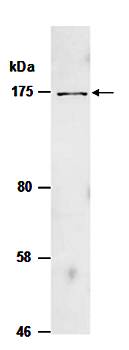 JAG1 antibody