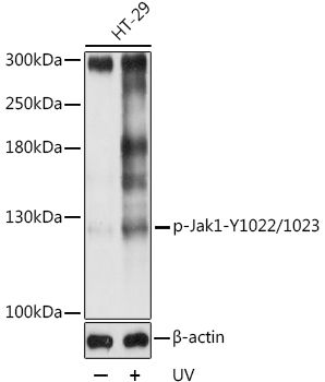 Jak1 (Phospho-Y1022/1023) antibody