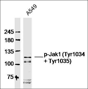 Jak1 (phospho-Tyr1022/1023) antibody