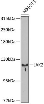 JAK2 antibody