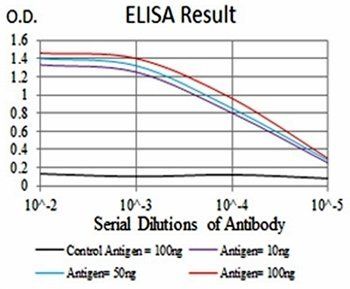 JAK2 Antibody