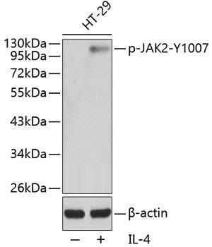 JAK2 (Phospho-Y1007) antibody