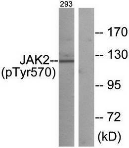 JAK2 (phospho-Tyr570) antibody