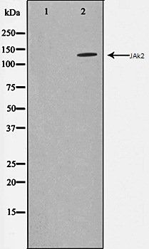 JAk2 antibody