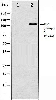 JAk2 (Phospho-Tyr221) antibody