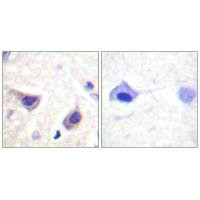 JAK3 (Ab-785) Antibody
