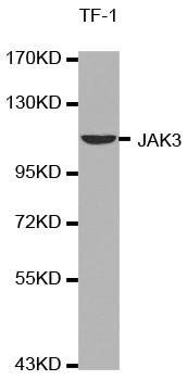 Jak3 antibody
