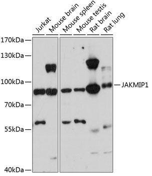 JAKMIP1 antibody