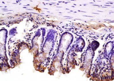 F11R/JAM-A/CD321 Rabbit Polyclonal Antibody
