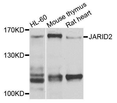 JARID2 antibody