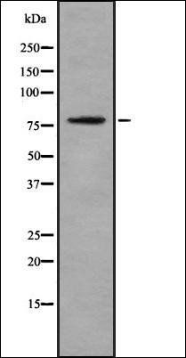 JIP1 (Phospho-Thr103) antibody