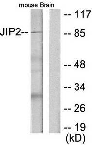 JIP2 antibody