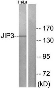 JIP3 antibody