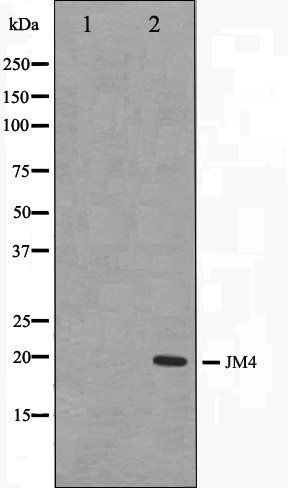JM4 antibody