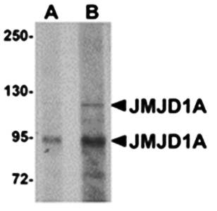 JMJD1A Antibody