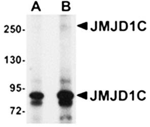 JMJD1C Antibody