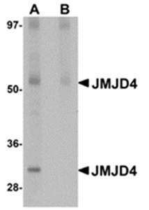 JMJD4 Antibody