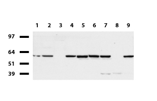 JMJD5 (KDM8) antibody