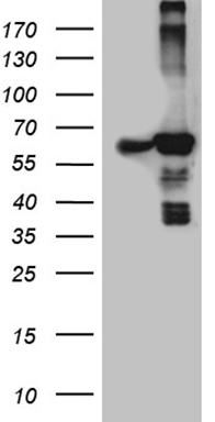 JMJD5 (KDM8) antibody