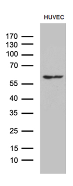 JMJD5 (KDM8) antibody