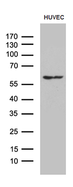 JMJD5 Antibody