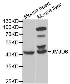 JMJD6 antibody